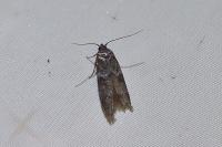 Blastobasis phycidella