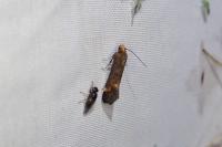 Apodia bifractella