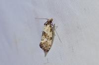 Cochylis molliculana