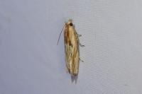 Eucosma cana