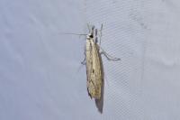 Agriphila geniculea