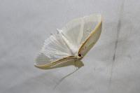 Palpita vitrealis
