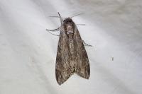 Agrius convolvuli