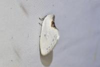 Cilix hispanica