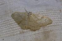 Idaea deversaria/straminata