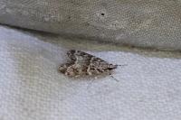 Eudonia mercurella