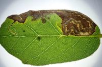 Stigmella suberivora