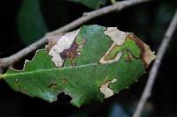 Ectoedemia heringella