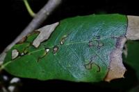 Ectoedemia heringella