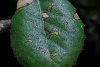 Ectoedemia heringella