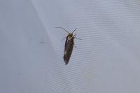 Cephimallota crassiflavella