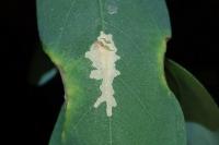 Parectopa robiniella