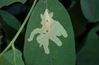 Parectopa robiniella