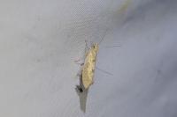 Ypsolopha alpella