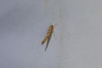 Pyroderces argyrogrammos