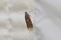 Teleiopsis diffinis