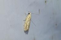 Eucosma tripoliana