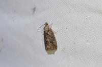 Cydia splendana
