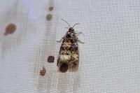 Endothenia