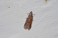 Acrobasis bithynella