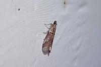 Acrobasis bithynella