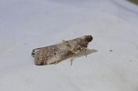 Acrobasis fallouella