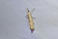 Agriphila geniculea