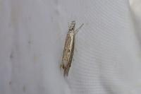 Platytes alpinella