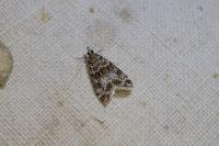 Eudonia mercurella