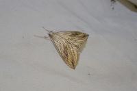 Evergestis forficalis