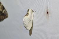Cilix hispanica