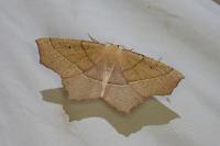 Gerinia honoraria
