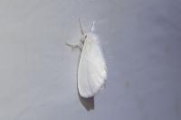 Sphrageidus similis