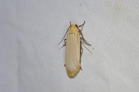 Katha depressa