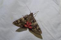 Catocala coniuncta