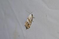 Eublemma candidana