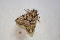 Dryobotodes tenebrosa