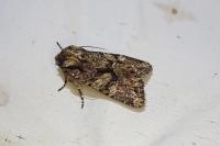 Dryobotodes tenebrosa