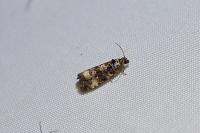 Endothenia
