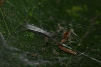 Lyonetia clerkella