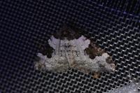 Xanthorhoe fluctuata
