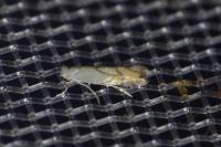 Phyllonorycter harrisella