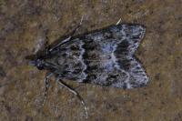 Eudonia mercurella