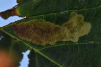 Cameraria ohridella