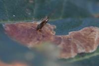 Cameraria ohridella