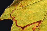 Acalyptris platani