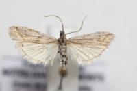 Phycitodes saxicola