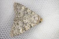 Polymixis flavicincta