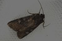 Aporophyla nigra