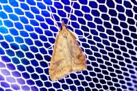 Udea ferrugalis